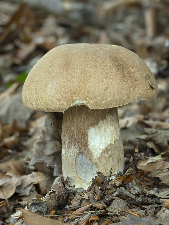 hríb dubový Boletus reticulatus Schaeff.