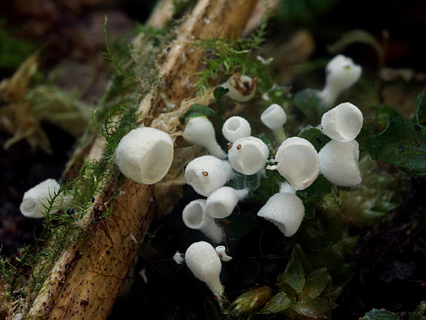 škľabôčka  Calyptella sp.