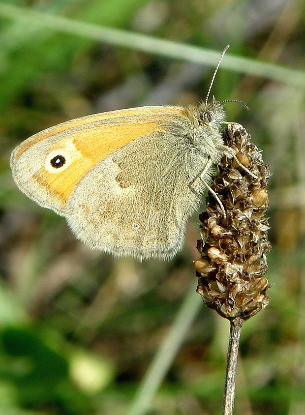 očkáň pohánkový  Coenonympha pamphilus