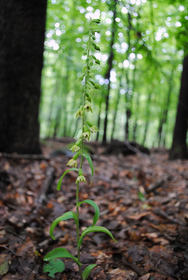 kruštík pontský Epipactis pontica Taubenheim