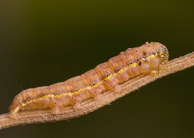 mora kelová Lacanobia oleracea