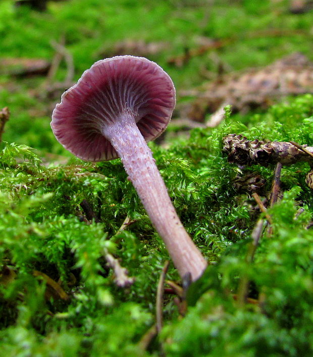 lakovka ametystová Laccaria amethystina (Huds.) Cooke