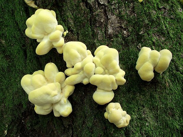 sírovec obyčajný Laetiporus sulphureus (Bull.) Murrill