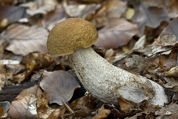 kozák hrabový Leccinum pseudoscabrum (Kallenb.) Šutara