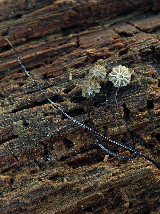 tanečnica Bulliardova Marasmius bulliardii Quél.