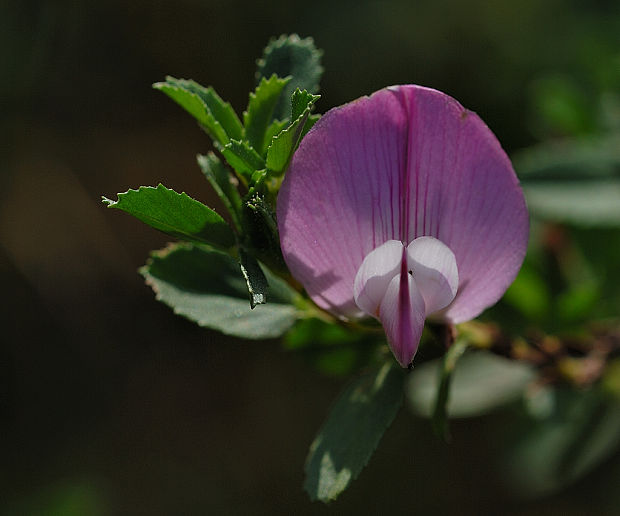 ihlica tŕnitá Ononis spinosa L.