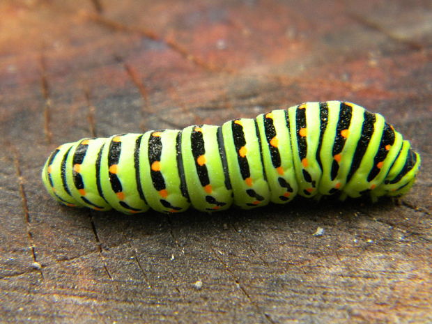 vidlochvost feniklový húsenica Papilio machaon