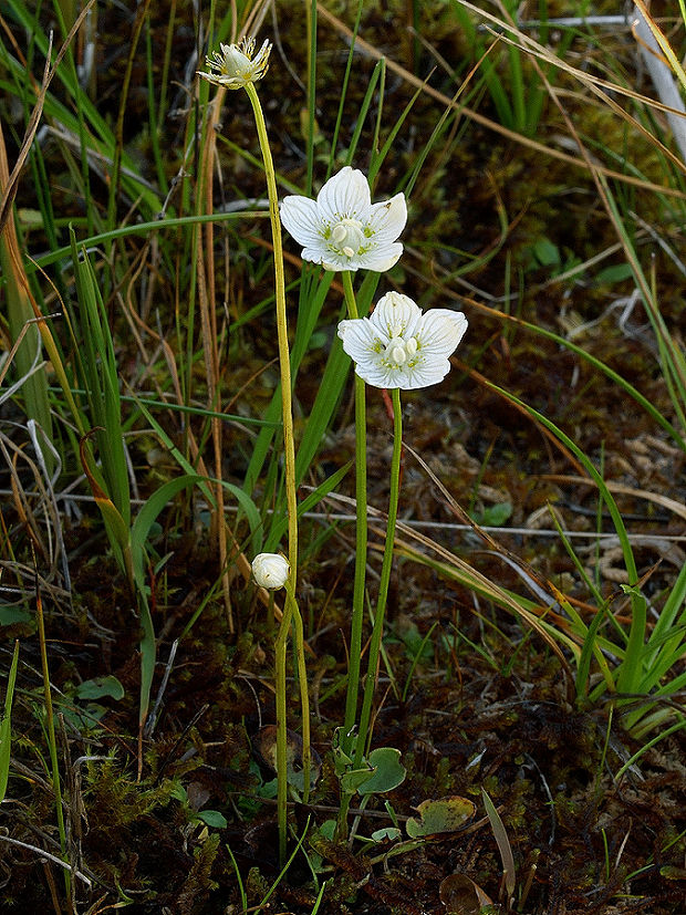 bielokvet močiarny Parnassia palustris L.