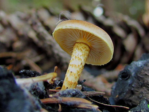 šupinovka spálenisková Pholiota highlandensis (Peck) Quadr. & Lunghini