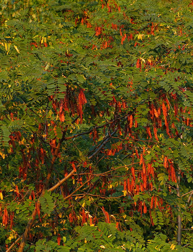 agát biely Robinia pseudoacacia L.