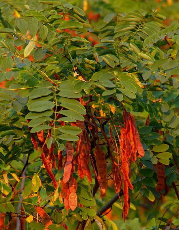 agát biely Robinia pseudoacacia L.