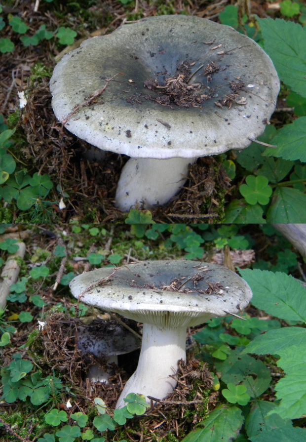 plávka Russula sp.