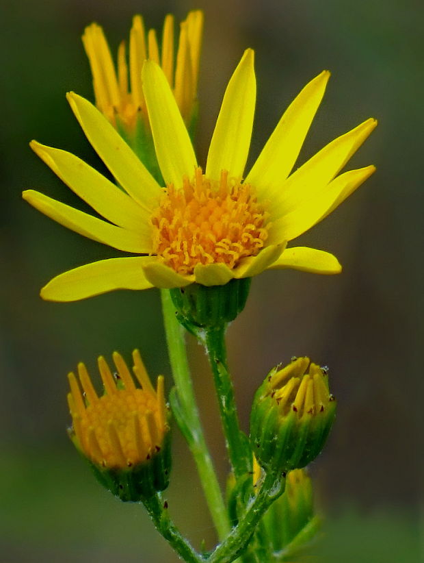 starček jakubov Senecio jacobaea L.