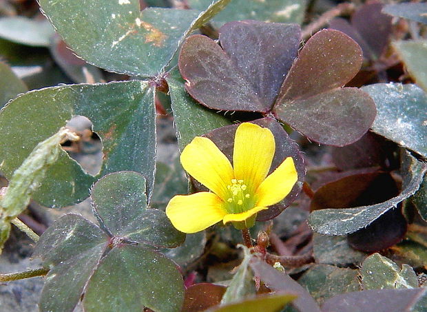 kysličkovec rožkatý Xanthoxalis corniculata  (L.) Small