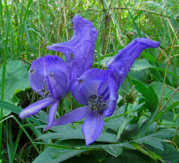 prilbica pestrá Aconitum variegatum L.