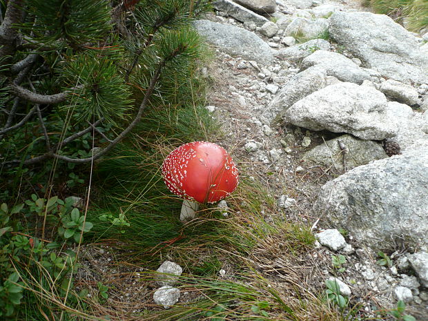 muchotrávka červená Amanita muscaria (L.) Lam.