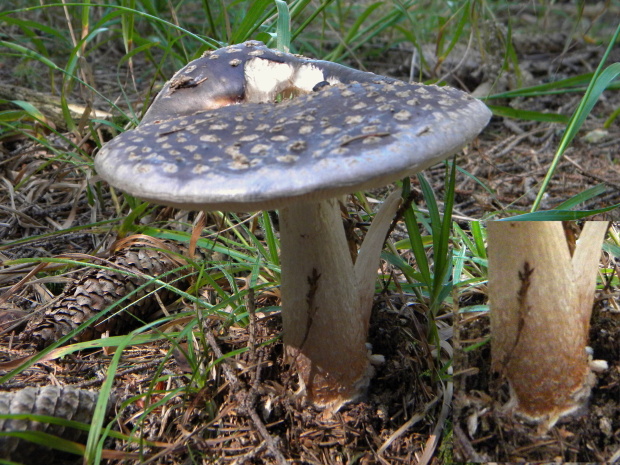 muchotrávka ? Amanita sp.