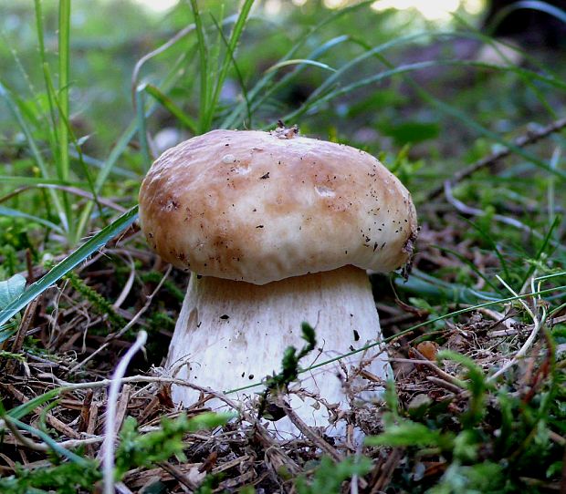 hríb smrekový Boletus edulis Bull.