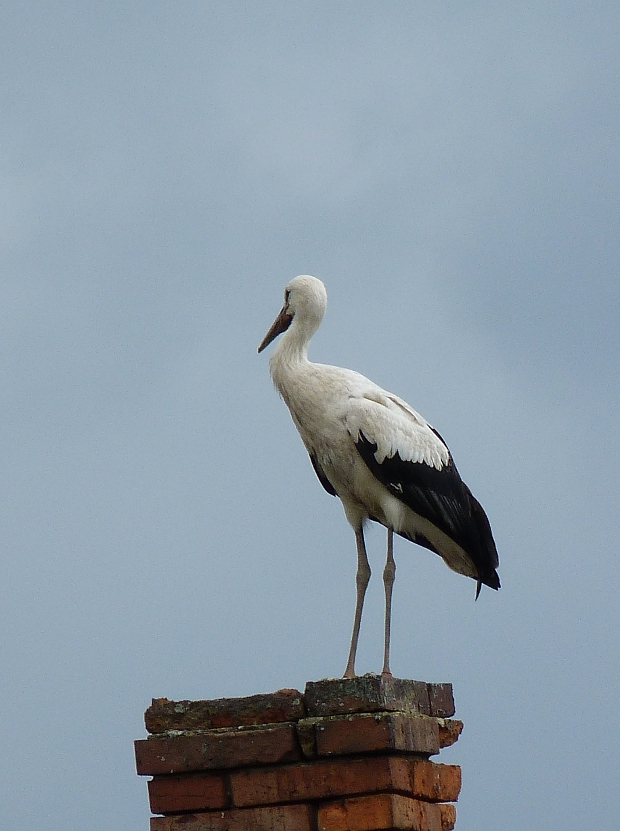 bocian biely Ciconia ciconia