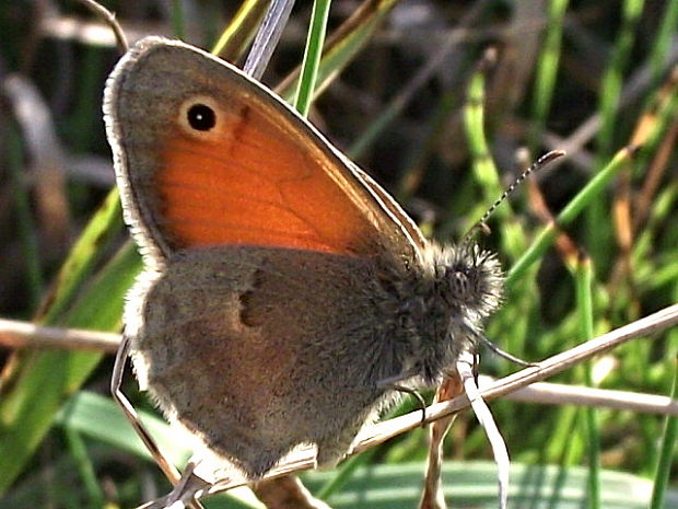 očkáň pohánkový Coenonympha pamphilus