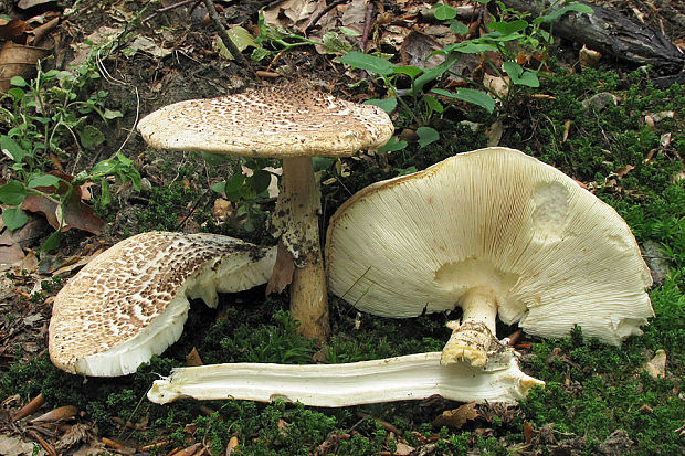 bedlička ostrošupinatá  Echinoderma asperum (Pers.) Bon