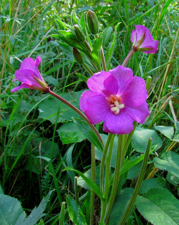 vŕbovka chlpatá Epilobium hirsutum L.