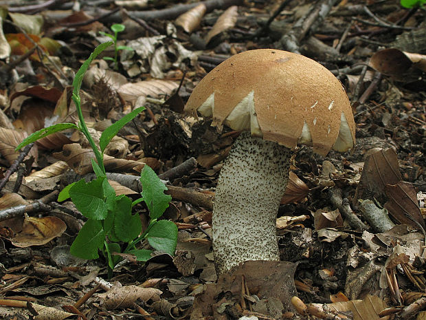 kozák dubový Leccinum aurantiacum (Bull.) Gray