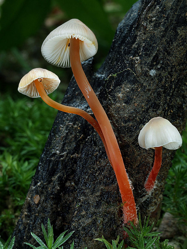 prilbička šafranová Mycena crocata (Schrad.) P. Kumm.