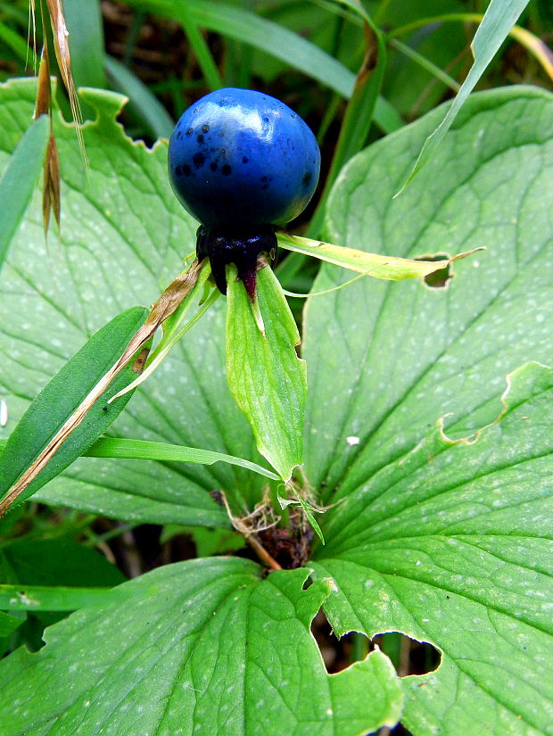 vranovec štvorlistý Paris quadrifolia L.