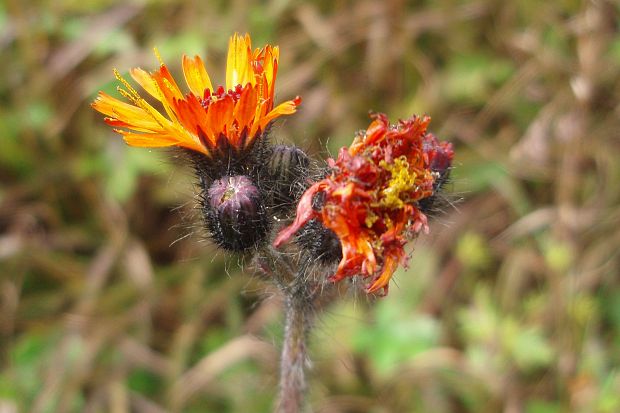 chlpánik oranžový Pilosella aurantiaca (L.) F. W. Schultz et Sch. Bip.