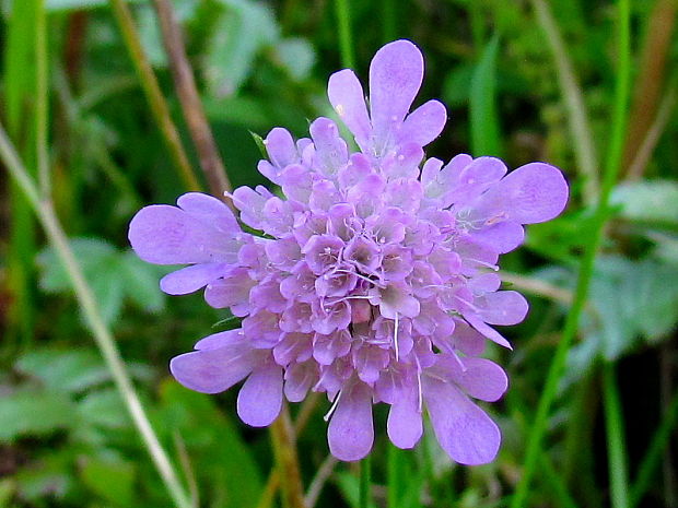 hlaváč lesklý Scabiosa lucida Vill.