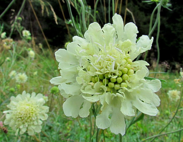 hlaváč žltkastý Scabiosa ochroleuca L.