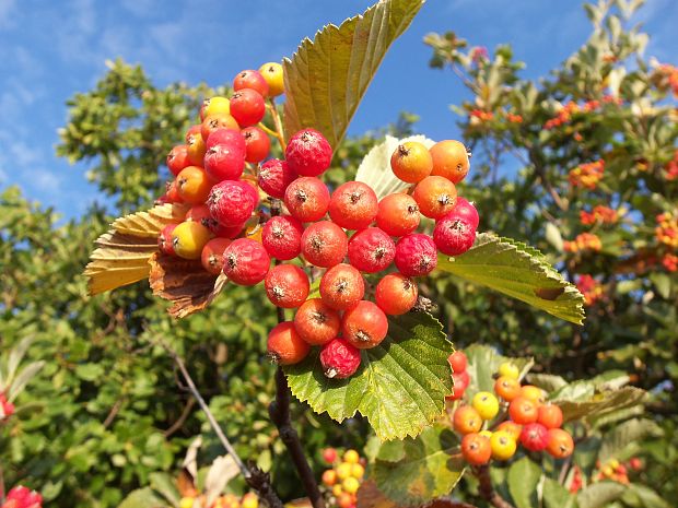 jarabina vtáčia Sorbus aucuparia L.