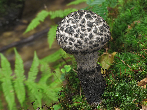 šiškovec šupinatý Strobilomyces strobilaceus (Scop.) Berk.