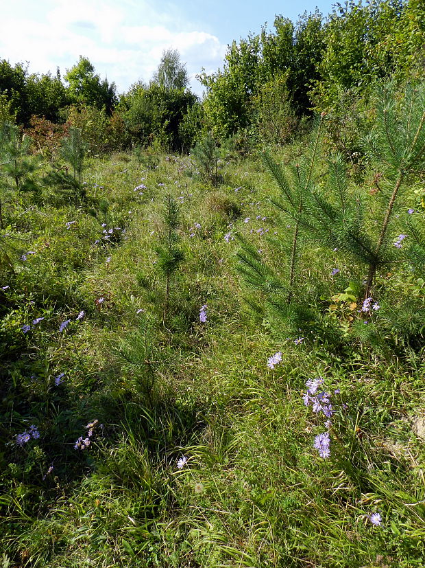 astra spišská - biotop Aster amelloides Besser