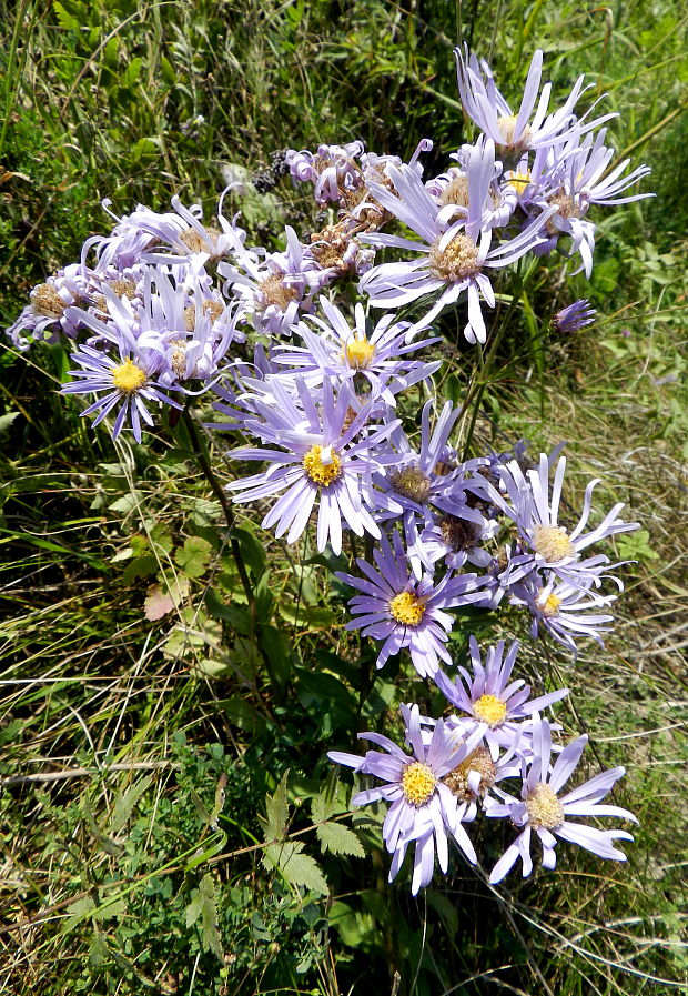 astra spišská Aster amelloides Besser