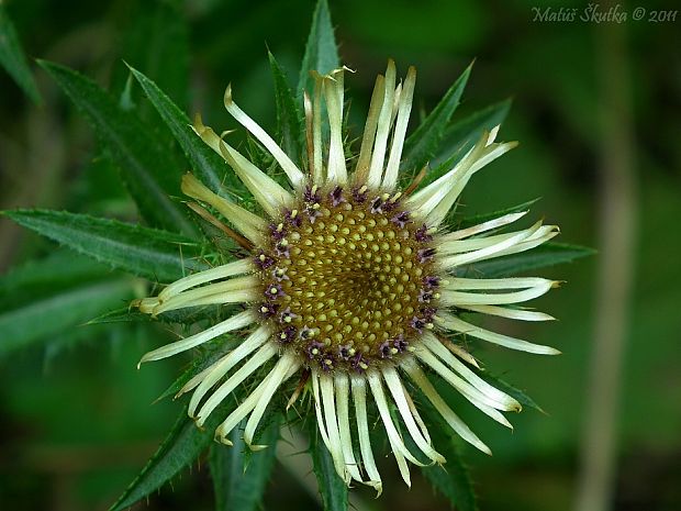 krasovlas obyčajný Carlina vulgaris L.