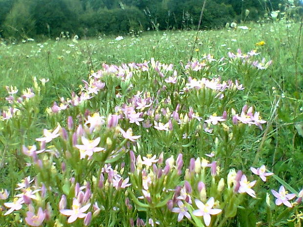 zemežlč menšia Centaurium erythraea Rafn