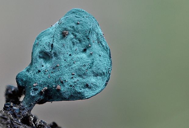 zelenica Chlorociboria sp.