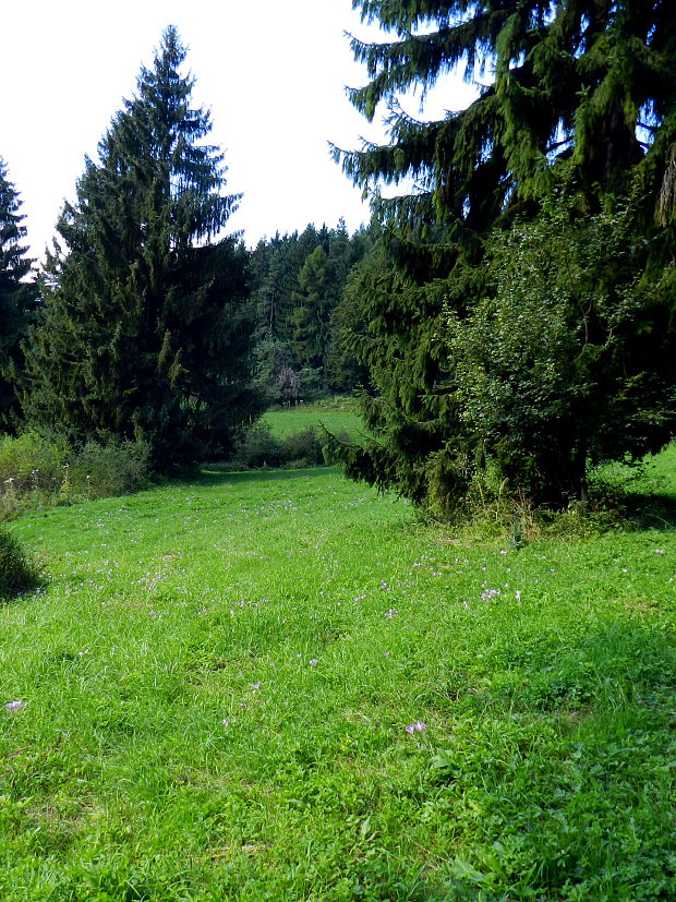 jesienka obyčajná - biotop Colchicum autumnale L.