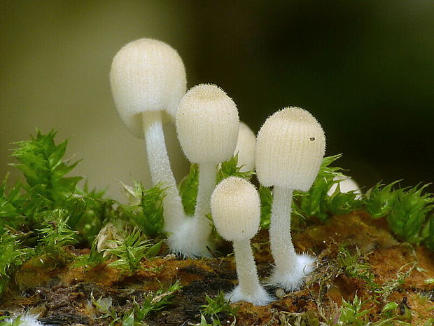 hnojník rozsiaty Coprinellus disseminatus (Pers.) J.E. Lange