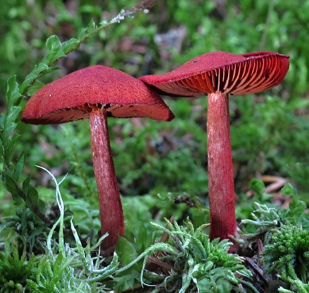 pavučinovec krvavý Cortinarius sanguineus (Wulfen) Fr.