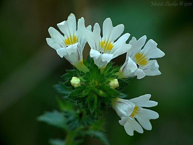 očianka rostkovova Euphrasia rostkoviana Hayne