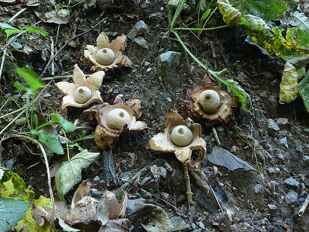 hviezdovka trojitá - biotop Geastrum triplex Jungh.