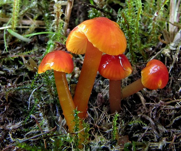 lúčnica  Hygrocybe sp.