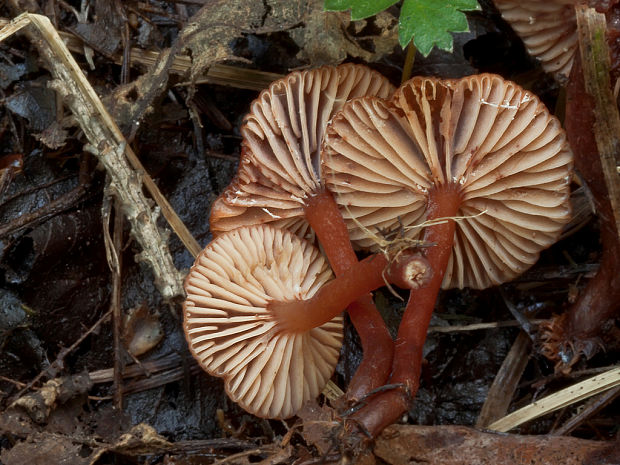 rýdzik machový Lactarius omphaliiformis Romagn.