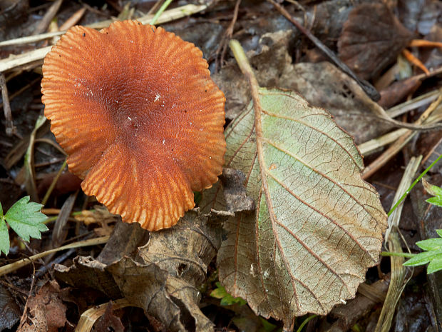 rýdzik machový Lactarius omphaliiformis Romagn.