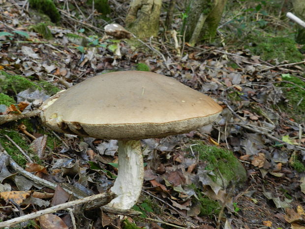 kozák brezový Leccinum scabrum (Bull.) Gray