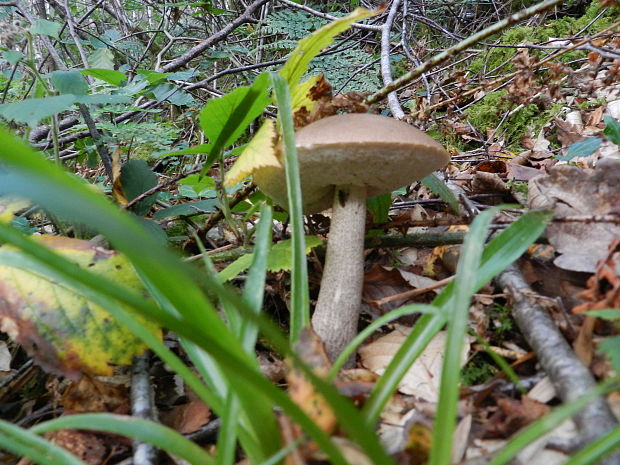 kozák brezový Leccinum scabrum (Bull.) Gray