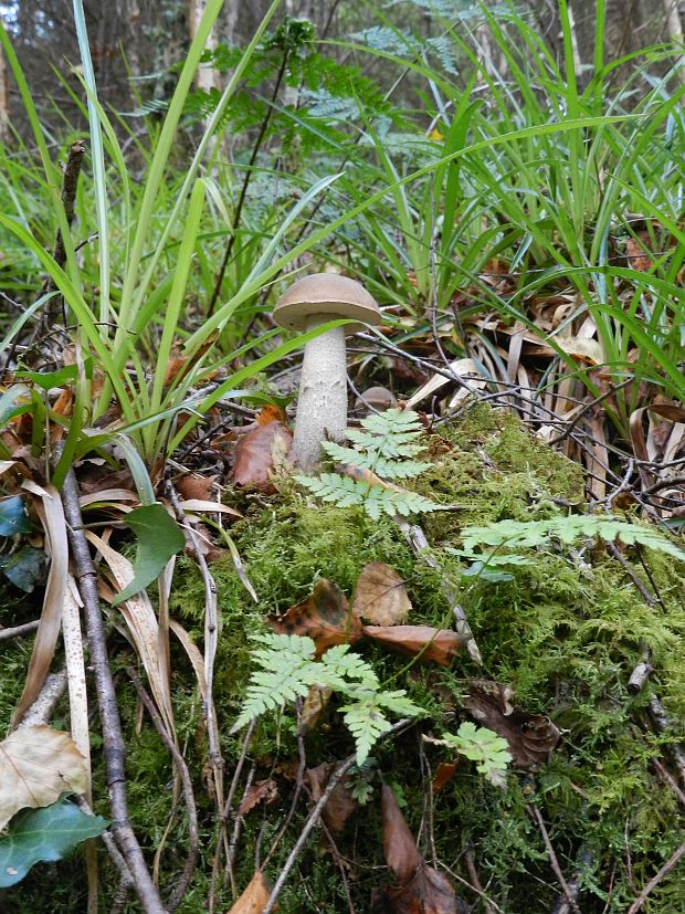 kozák brezový Leccinum scabrum (Bull.) Gray